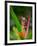 Red-Eye Tree Frog, Costa Rica-Keren Su-Framed Photographic Print