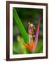 Red-Eye Tree Frog, Costa Rica-Keren Su-Framed Photographic Print