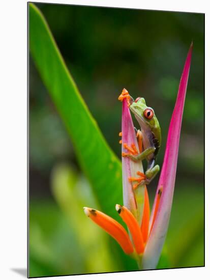 Red-Eye Tree Frog, Costa Rica-Keren Su-Mounted Photographic Print