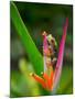 Red-Eye Tree Frog, Costa Rica-Keren Su-Mounted Photographic Print