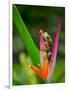 Red-Eye Tree Frog, Costa Rica-Keren Su-Framed Photographic Print