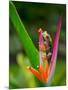 Red-Eye Tree Frog, Costa Rica-Keren Su-Mounted Photographic Print