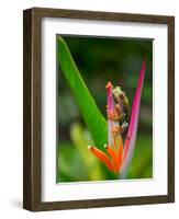 Red-Eye Tree Frog, Costa Rica-Keren Su-Framed Photographic Print