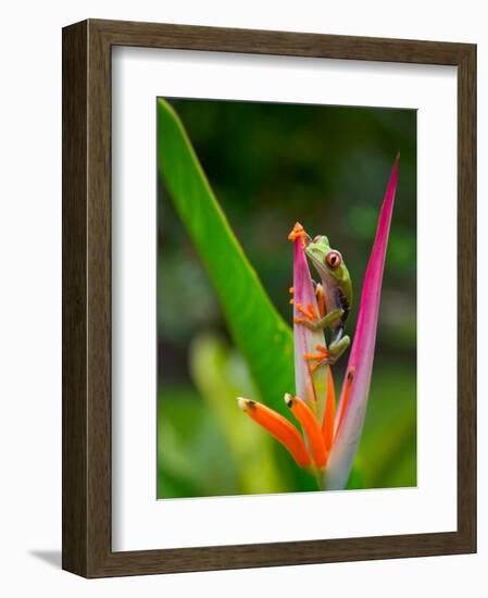 Red-Eye Tree Frog, Costa Rica-Keren Su-Framed Photographic Print