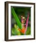 Red-Eye Tree Frog, Costa Rica-Keren Su-Framed Photographic Print