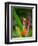 Red-Eye Tree Frog, Costa Rica-Keren Su-Framed Photographic Print