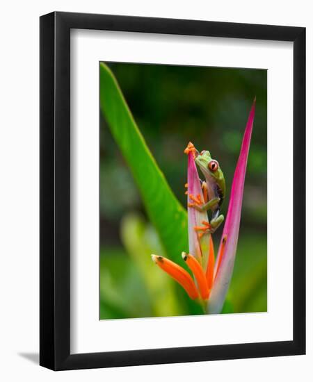 Red-Eye Tree Frog, Costa Rica-Keren Su-Framed Photographic Print