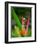 Red-Eye Tree Frog, Costa Rica-Keren Su-Framed Photographic Print