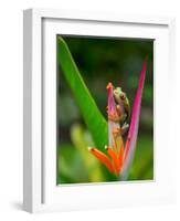 Red-Eye Tree Frog, Costa Rica-Keren Su-Framed Photographic Print