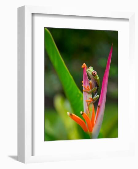 Red-Eye Tree Frog, Costa Rica-Keren Su-Framed Photographic Print