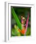 Red-Eye Tree Frog, Costa Rica-Keren Su-Framed Photographic Print