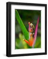 Red-Eye Tree Frog, Costa Rica-Keren Su-Framed Premium Photographic Print