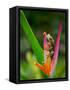 Red-Eye Tree Frog, Costa Rica-Keren Su-Framed Stretched Canvas
