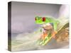 Red Eye Tree Frog in the Mist, Native to Central America-David Northcott-Stretched Canvas