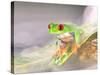 Red Eye Tree Frog in the Mist, Native to Central America-David Northcott-Stretched Canvas