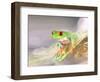 Red Eye Tree Frog in the Mist, Native to Central America-David Northcott-Framed Photographic Print