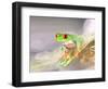 Red Eye Tree Frog in the Mist, Native to Central America-David Northcott-Framed Photographic Print