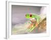 Red Eye Tree Frog in the Mist, Native to Central America-David Northcott-Framed Photographic Print