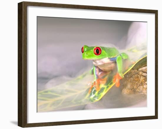 Red Eye Tree Frog in the Mist, Native to Central America-David Northcott-Framed Photographic Print