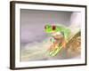 Red Eye Tree Frog in the Mist, Native to Central America-David Northcott-Framed Photographic Print