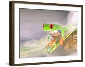 Red Eye Tree Frog in the Mist, Native to Central America-David Northcott-Framed Photographic Print