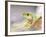 Red Eye Tree Frog in the Mist, Native to Central America-David Northcott-Framed Photographic Print