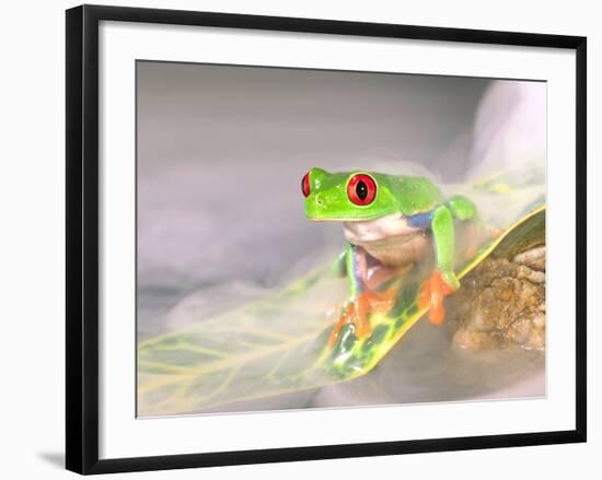 Red Eye Tree Frog in the Mist, Native to Central America-David Northcott-Framed Photographic Print