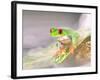 Red Eye Tree Frog in the Mist, Native to Central America-David Northcott-Framed Photographic Print