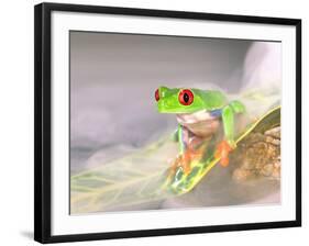 Red Eye Tree Frog in the Mist, Native to Central America-David Northcott-Framed Photographic Print