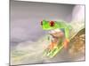 Red Eye Tree Frog in the Mist, Native to Central America-David Northcott-Mounted Photographic Print