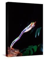 Red Eye Tree Frog Jumping, Native to Central America-David Northcott-Stretched Canvas