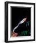 Red Eye Tree Frog Jumping, Native to Central America-David Northcott-Framed Photographic Print