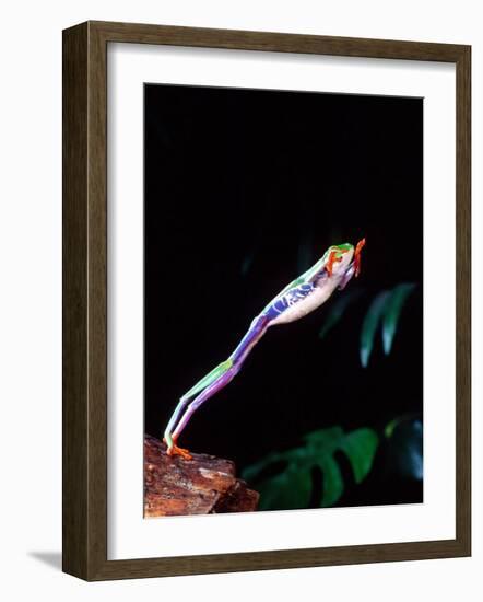 Red Eye Tree Frog Jumping, Native to Central America-David Northcott-Framed Photographic Print