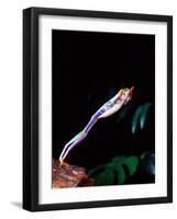 Red Eye Tree Frog Jumping, Native to Central America-David Northcott-Framed Photographic Print