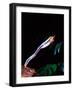 Red Eye Tree Frog Jumping, Native to Central America-David Northcott-Framed Photographic Print