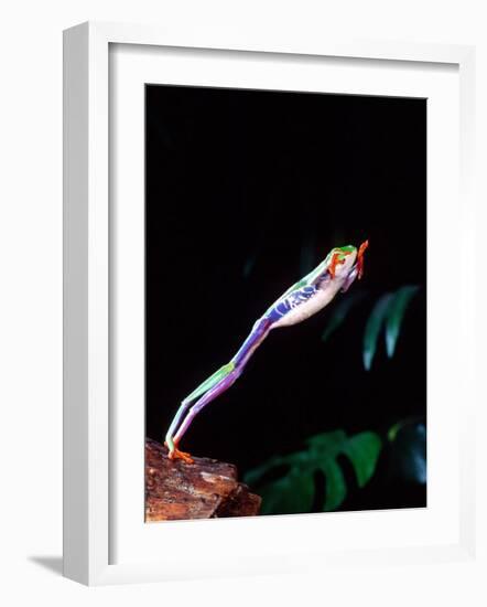 Red Eye Tree Frog Jumping, Native to Central America-David Northcott-Framed Photographic Print