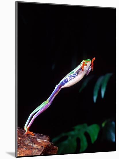 Red Eye Tree Frog Jumping, Native to Central America-David Northcott-Mounted Photographic Print