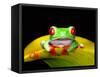 Red Eye Tree Frog, Native to Central America-David Northcott-Framed Stretched Canvas