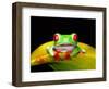 Red Eye Tree Frog, Native to Central America-David Northcott-Framed Photographic Print