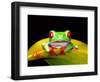 Red Eye Tree Frog, Native to Central America-David Northcott-Framed Photographic Print