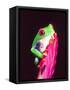 Red Eye Tree Frog on a Bromeliad, Native to Central America-David Northcott-Framed Stretched Canvas