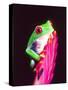 Red Eye Tree Frog on a Bromeliad, Native to Central America-David Northcott-Stretched Canvas