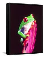 Red Eye Tree Frog on a Bromeliad, Native to Central America-David Northcott-Framed Stretched Canvas