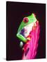 Red Eye Tree Frog on a Bromeliad, Native to Central America-David Northcott-Stretched Canvas