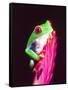 Red Eye Tree Frog on a Bromeliad, Native to Central America-David Northcott-Framed Stretched Canvas