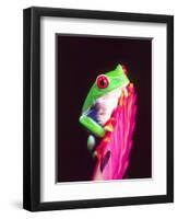 Red Eye Tree Frog on a Bromeliad, Native to Central America-David Northcott-Framed Premium Photographic Print