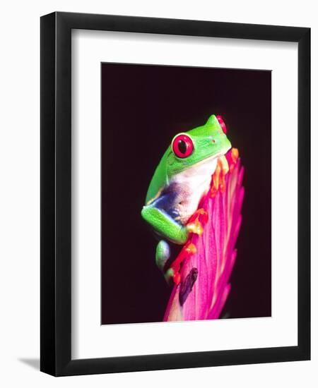 Red Eye Tree Frog on a Bromeliad, Native to Central America-David Northcott-Framed Premium Photographic Print