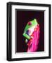 Red Eye Tree Frog on a Bromeliad, Native to Central America-David Northcott-Framed Premium Photographic Print