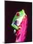 Red Eye Tree Frog on a Bromeliad, Native to Central America-David Northcott-Mounted Premium Photographic Print