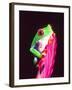 Red Eye Tree Frog on a Bromeliad, Native to Central America-David Northcott-Framed Premium Photographic Print